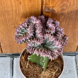 Mliečnik hrebeňovitý (Euphorbia lactea) ‘CRISTATA’ - výška 15-25 cm, kont. C1L